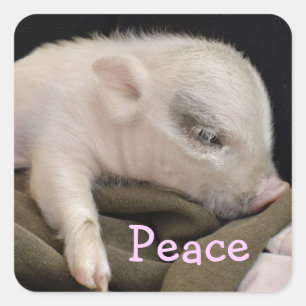 Carré Sticker de paix avec conception de Piggy