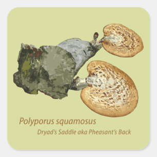 Carré Sticker Dryad Saddle Polyporus squamosus