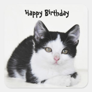 Carré Sticker en chaton noir blanc réfléchi