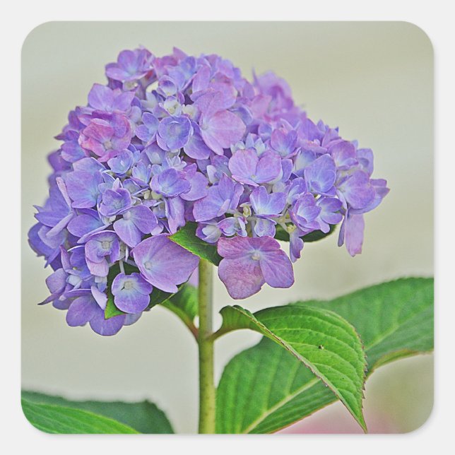 Carré Sticker en fleurs d'Hydrangea (Devant)
