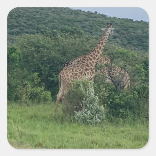 Carré Sticker Giraffe