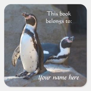 Carré Sticker Humboldt Penguins "Ce livre appartient à"