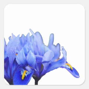 Carré Sticker Iris Flowers