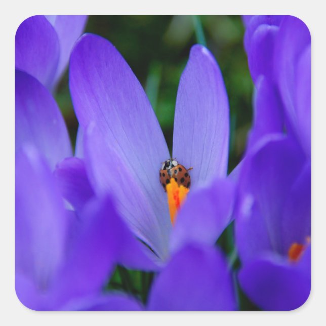 Carré Sticker Ladybird (Devant)