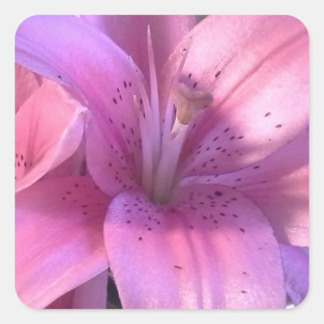 Carré Sticker Lily rose (Devant)