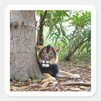 Carré Sticker Lion dans l'ombre