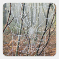 Sticker pour araignée de jardin européen