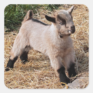 Carré Sticker pour enfant mignon