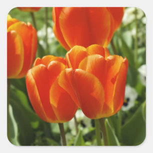 Carré Sticker pour tulipes