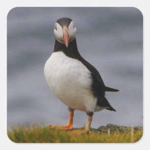 Carré Sticker Puffin