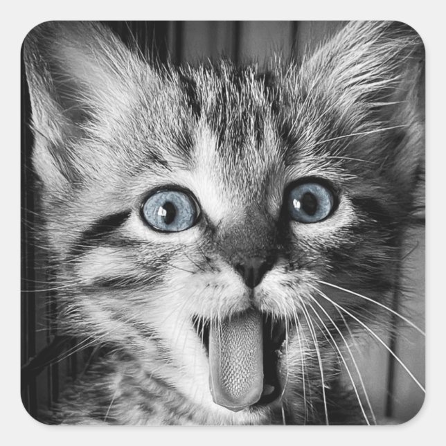 Carré Sticker rond classique Cute Kitten secourt (Devant)