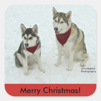 Carré sticker Siberian Husky Christmas