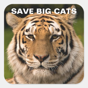 Carré Sticker Sumatran Tiger Portrait