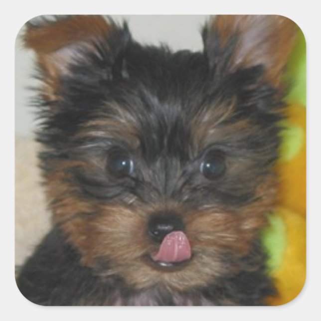 Carré Sticker Zach Pup (Devant)