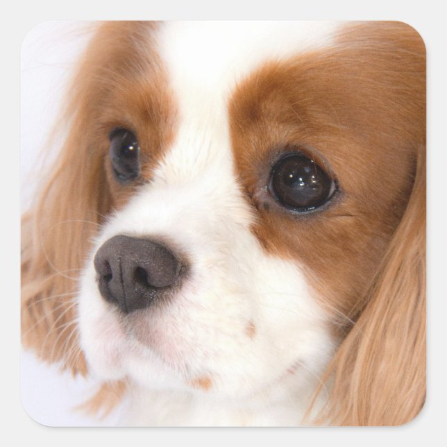 Carré Sweet Girl Cavalier King Charles Spaniel Sticker (Devant)