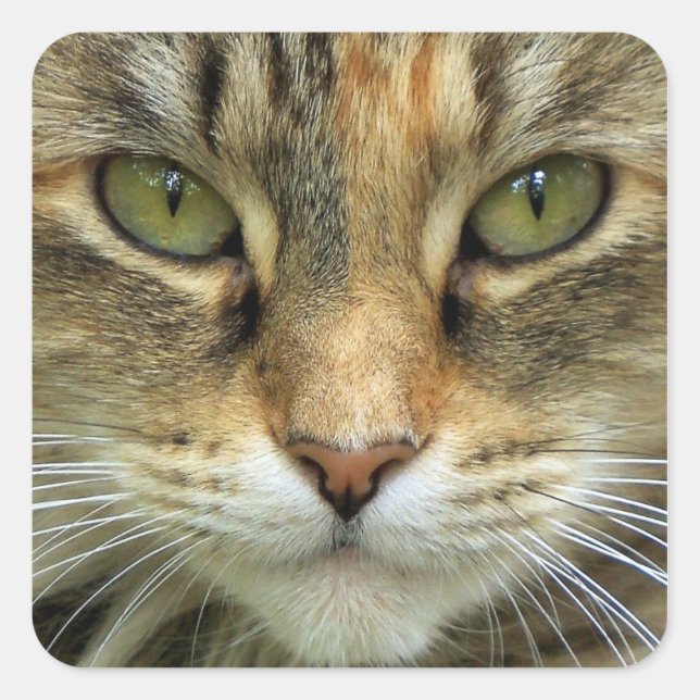 Carré Tabby Chat avec Sticker Portrait Eyes Vert (Devant)