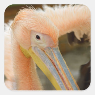 Carré Vous Regarder Sticker Pelican