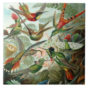 Carreau 12 oiseaux charmeurs américains peints