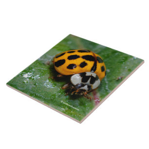 Carreau 18 taches jaune et noir Ladybug