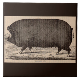 Carreau 19th century farm animal print Berkshire sow no. 2