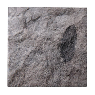 Carreau 350 Millions D'Yr. Carrelage décoratif vieux Plant