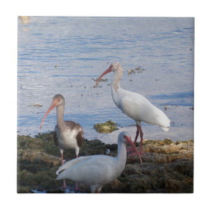 Carreau 3 IBIS sur le rivage de la baie de la Floride