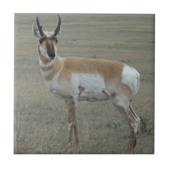 Carreau A28 Pronghorn Antelope Young Buck (Devant)