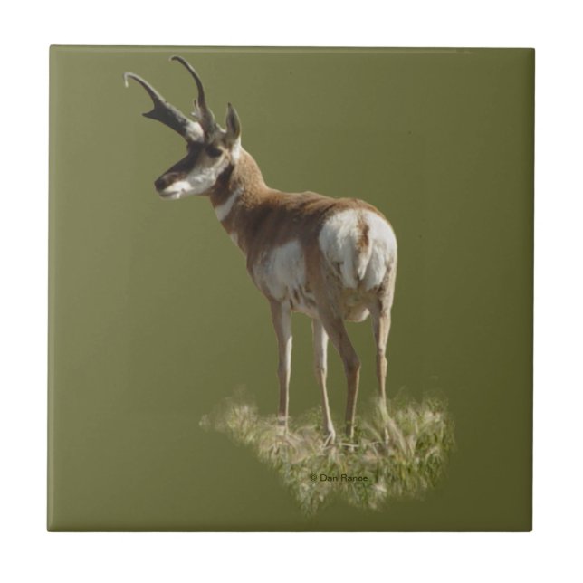 Carreau A43 Pronghorn Antelope Buck (Devant)