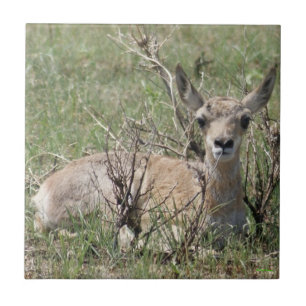 Carreau A7 Baby Pronghorn Antelope