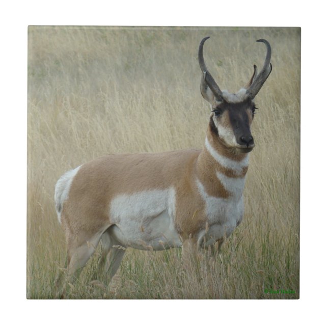 Carreau A8 Pronghorn Antelope Big Buck (Devant)