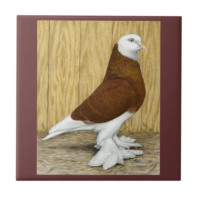 Carreau À l'ouest du Baldhead de rouge de culbuteur de (Devant)