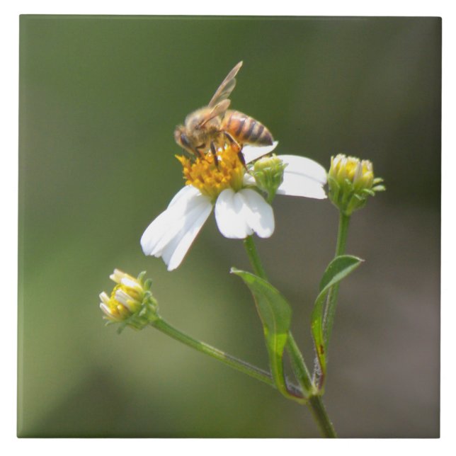 Carreau Abeille de miel sur la tuile de fleur blanche (Devant)