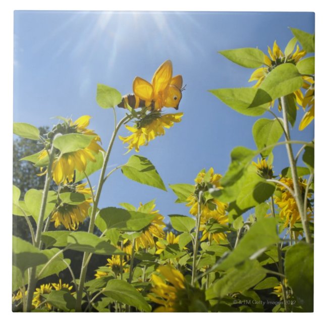 Carreau abeille d'extra large sur le tournesol (Devant)