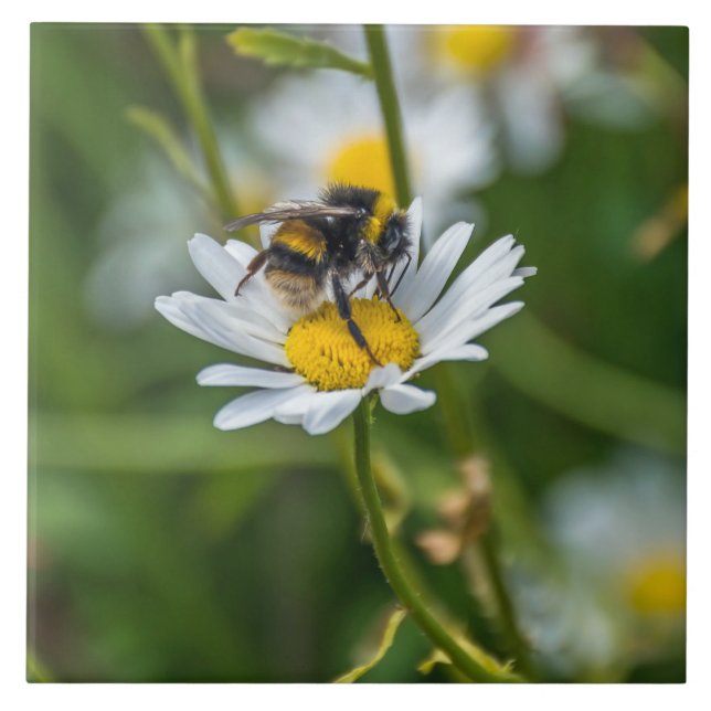 Carreau Abeille en céramique vue marguerite (Devant)