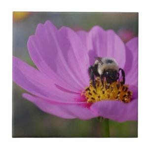 Carreau Abeille Sur La Fleur De Cosmos Rose