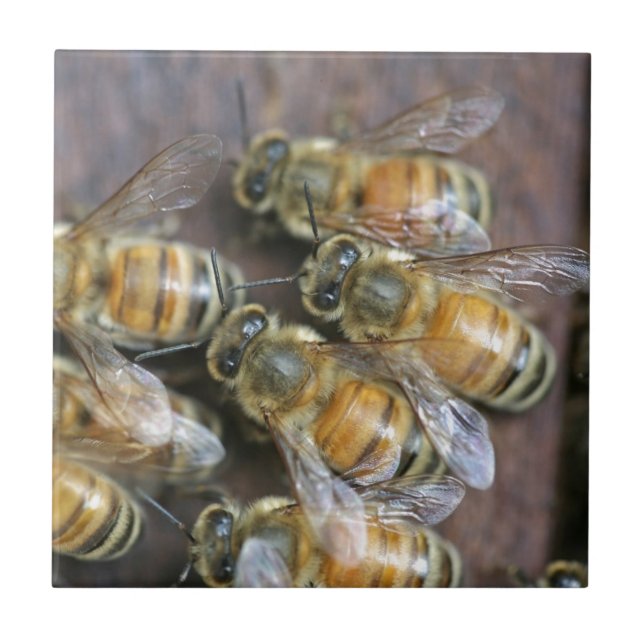Carreau Abeilles à miel occupées (Devant)
