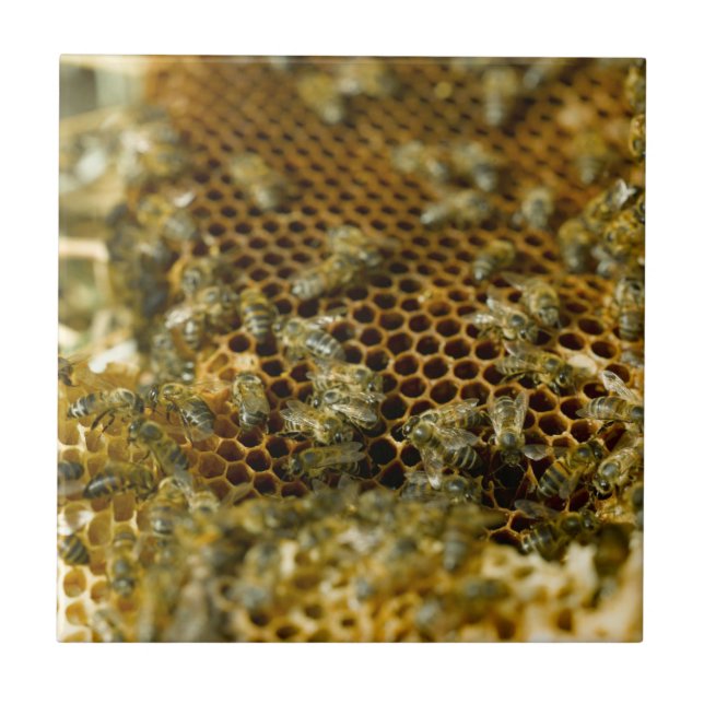 Carreau Abeilles Dans La Ruche, Cap Occidental, Afrique Du (Devant)