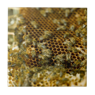Carreau Abeilles dans une ruche, Western Cape, Afrique du 