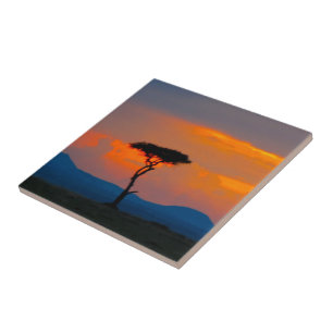 Carreau Acacia et coucher du soleil au-dessus de tuile de
