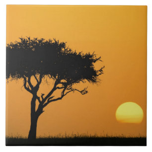 Carreau Acacia solitaire en silhouette au lever du soleil,