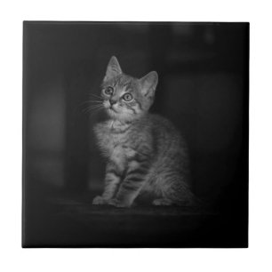 Carreau Accueil chaton précieux