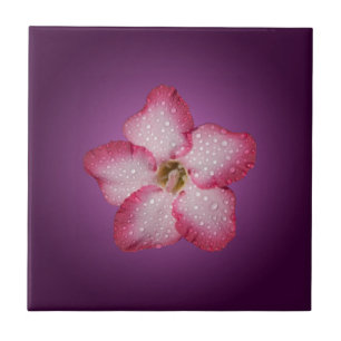 Carreau Adénium Fleur Rose Flore Dégradé Violet