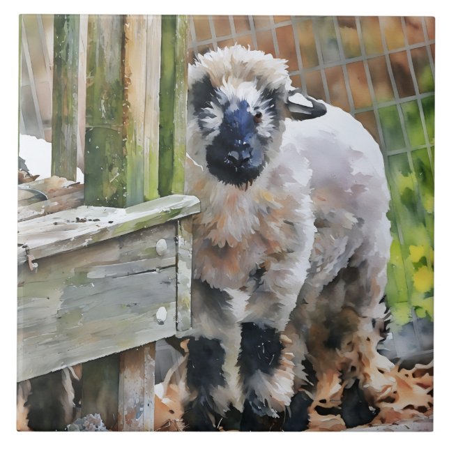 Carreau Adorable agneau croisé du Valais (Devant)