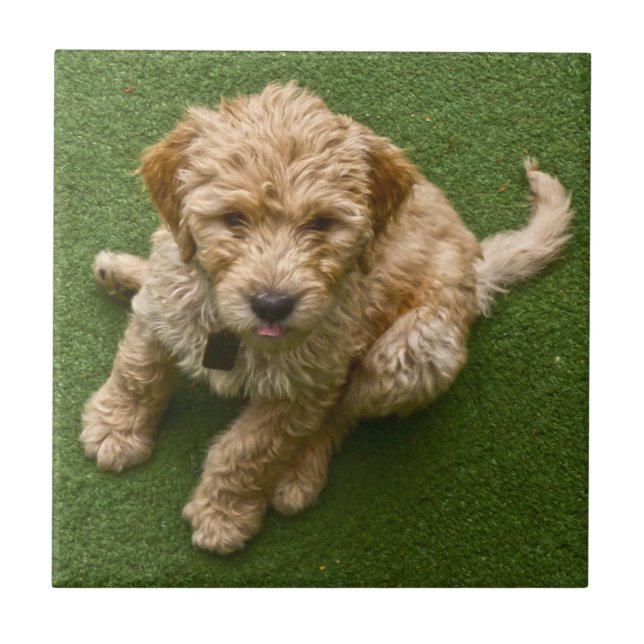 Carreau Adorable Chiot (Devant)