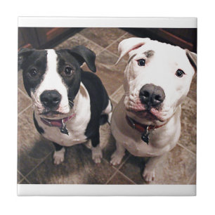 Carreau adorables chiots pitbull chiens
