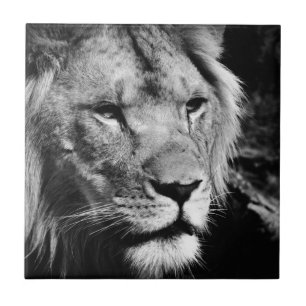 Carreau africaine lion mâle closeup macro