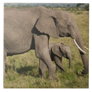 Carreau African Elephant and cub (Loxodonta africana),