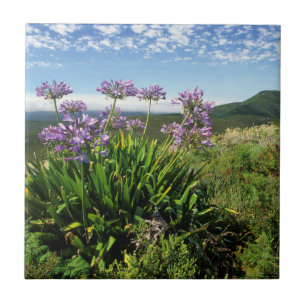 Carreau African Lily (Agapanthus praecox), Mossel Bay