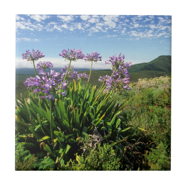 Carreau African Lily (Agapanthus praecox), Mossel Bay (Devant)