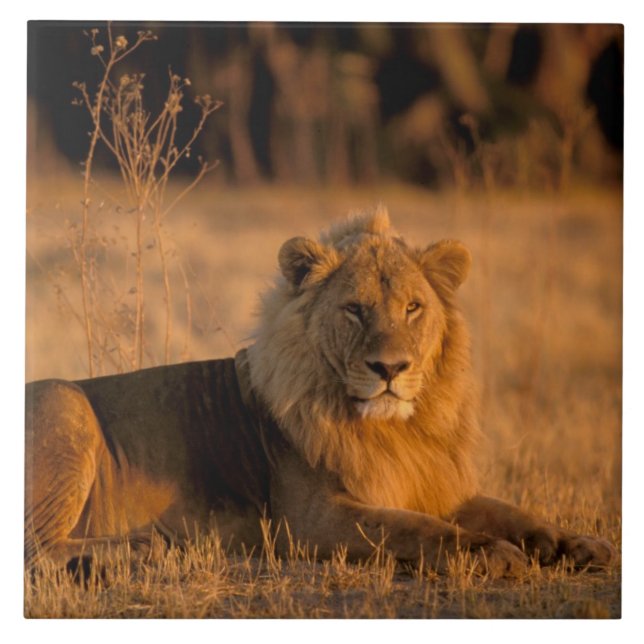 Carreau Afrique, Botswana, delta de l'Okavango. Lion (Pant (Devant)